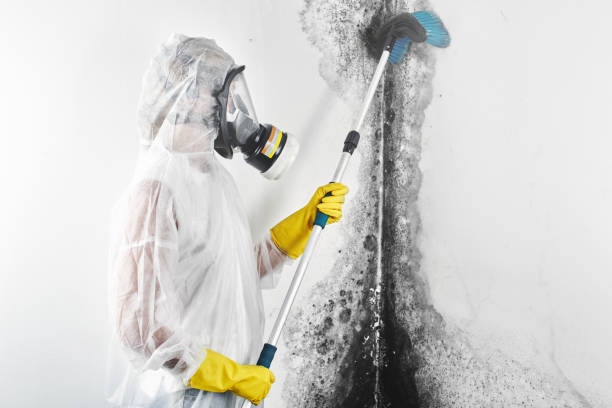 Mold Documentation for Insurance Claims in Providence, KY