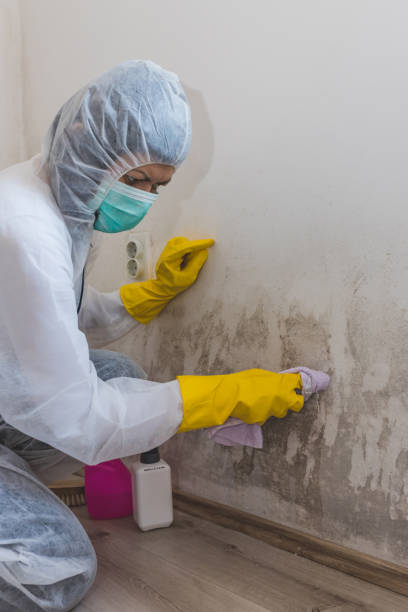 Best Mold Prevention Services  in Providence, KY