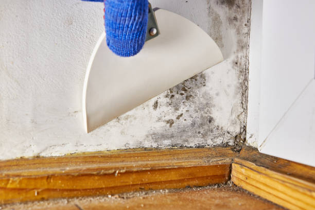 Best Asbestos and Lead Testing During Mold Inspection  in Providence, KY